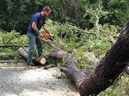 Best Arborist Consultation Services  in Connersville, IN