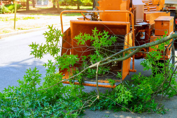 Best Fruit Tree Pruning  in Connersville, IN