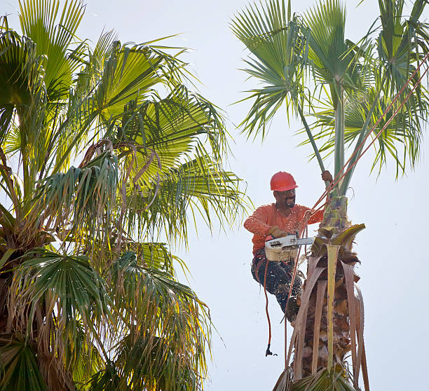 How Our Tree Care Process Works  in  Connersville, IN