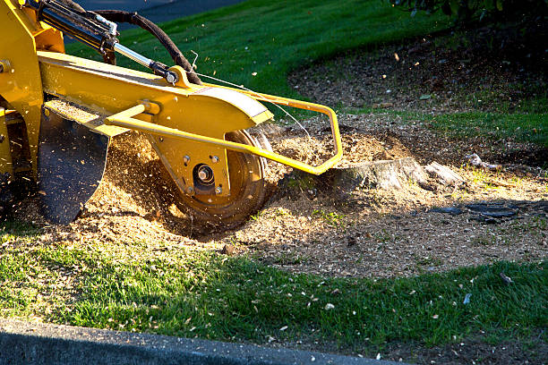 Best Aeration Services  in Connersville, IN