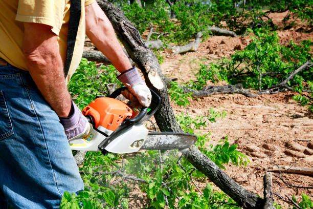 Best Root Management and Removal  in Connersville, IN